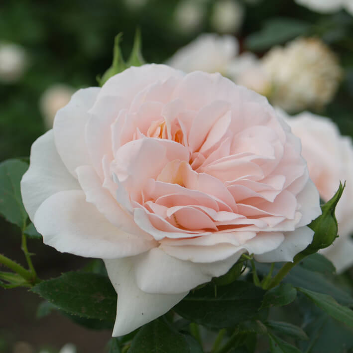 Garden of Roses (Cream Flower Circus, Cream Veranda)