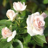 Роза "Aspirin Rose"